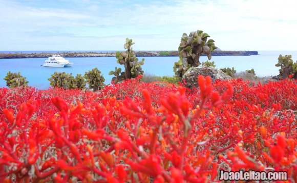 Galapagos Last Minute Cruises
