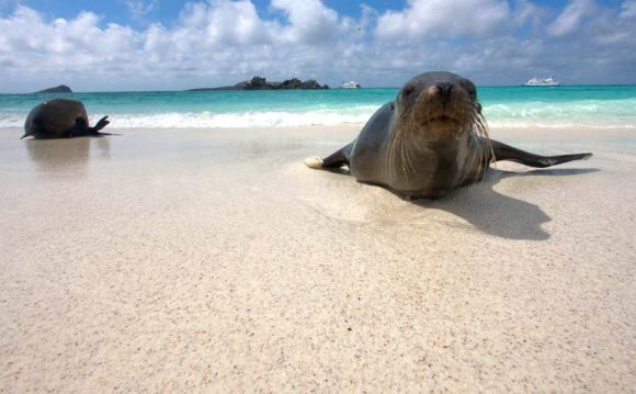 Top Galapagos Cruises, Tours