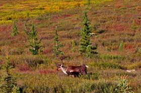 Alaska-Cruisetour-Denali-Caribou