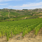 Beautiful Tusan vineyard