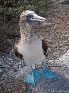 Blue Footed Boobies are a beloved symbol of the Galapagos Islands