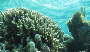 Eastern Caribbean Coral Reefs | Princess Cruises
