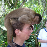 Help out with monkeys
