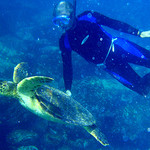 swim with sea turtles