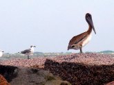 Caribbean Cruises from Galveston