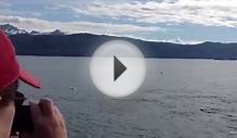 Disney Alaska cruise whale watching August 30 2012