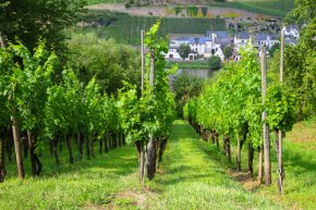 Vineyard of the Moselle River, Germany