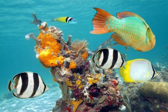 Western Caribbean Cruise Tips